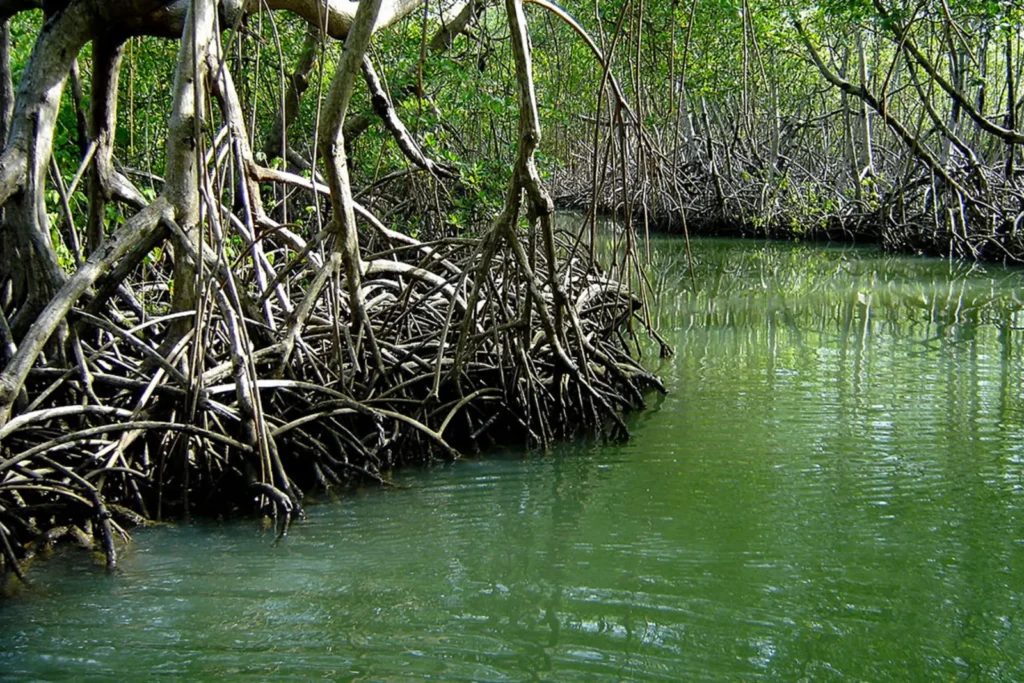 Manglares del Parque Nacional Los Haitises, República Dominicana