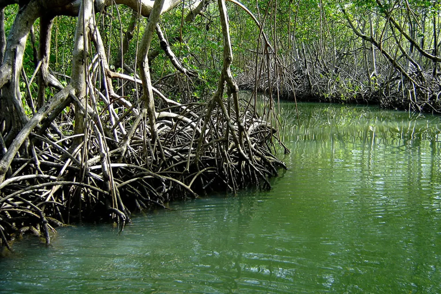 Manglares del Parque Nacional Los Haitises, República Dominicana