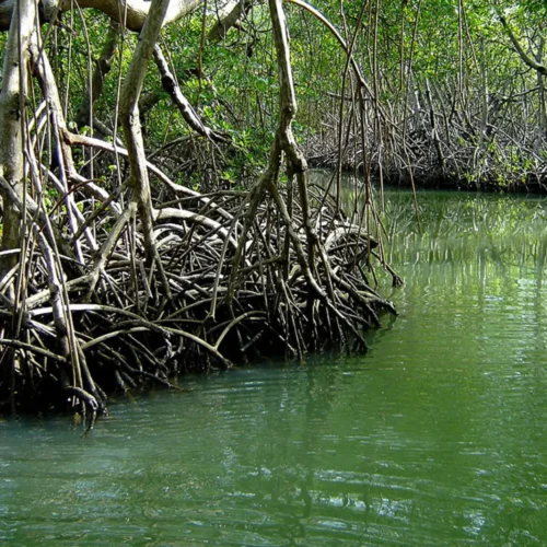 Manglares del Parque Nacional Los Haitises, República Dominicana